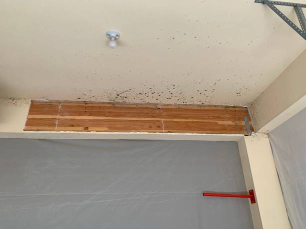 Dehumidification Services in Red Lake, AZ
