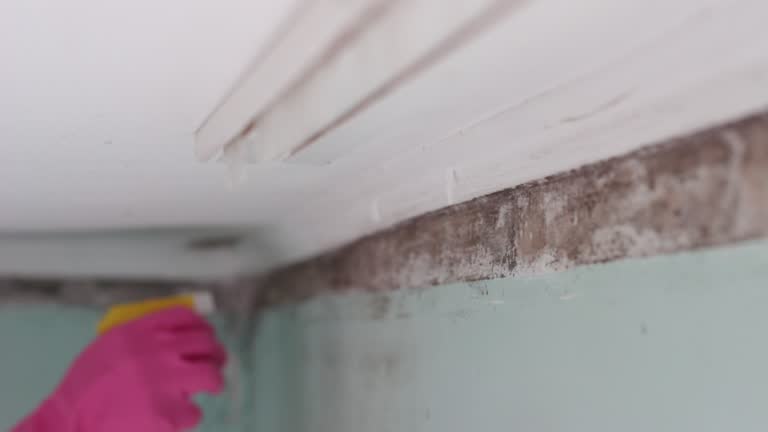 Best Biohazard Mold Removal  in Red Lake, AZ
